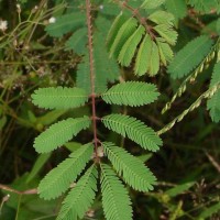 Mimosa diplotricha C.Wright